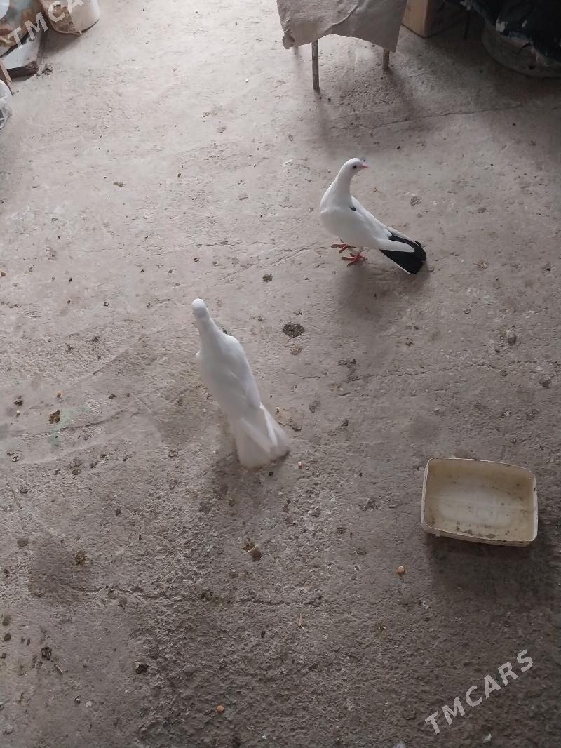 kepderi - Gyzylarbat - img 1