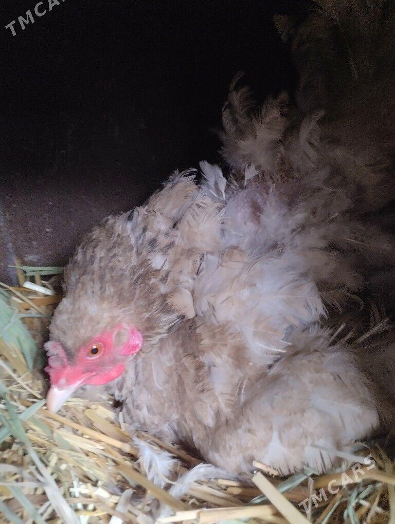 брама.товык.курк - Garadamak - img 1