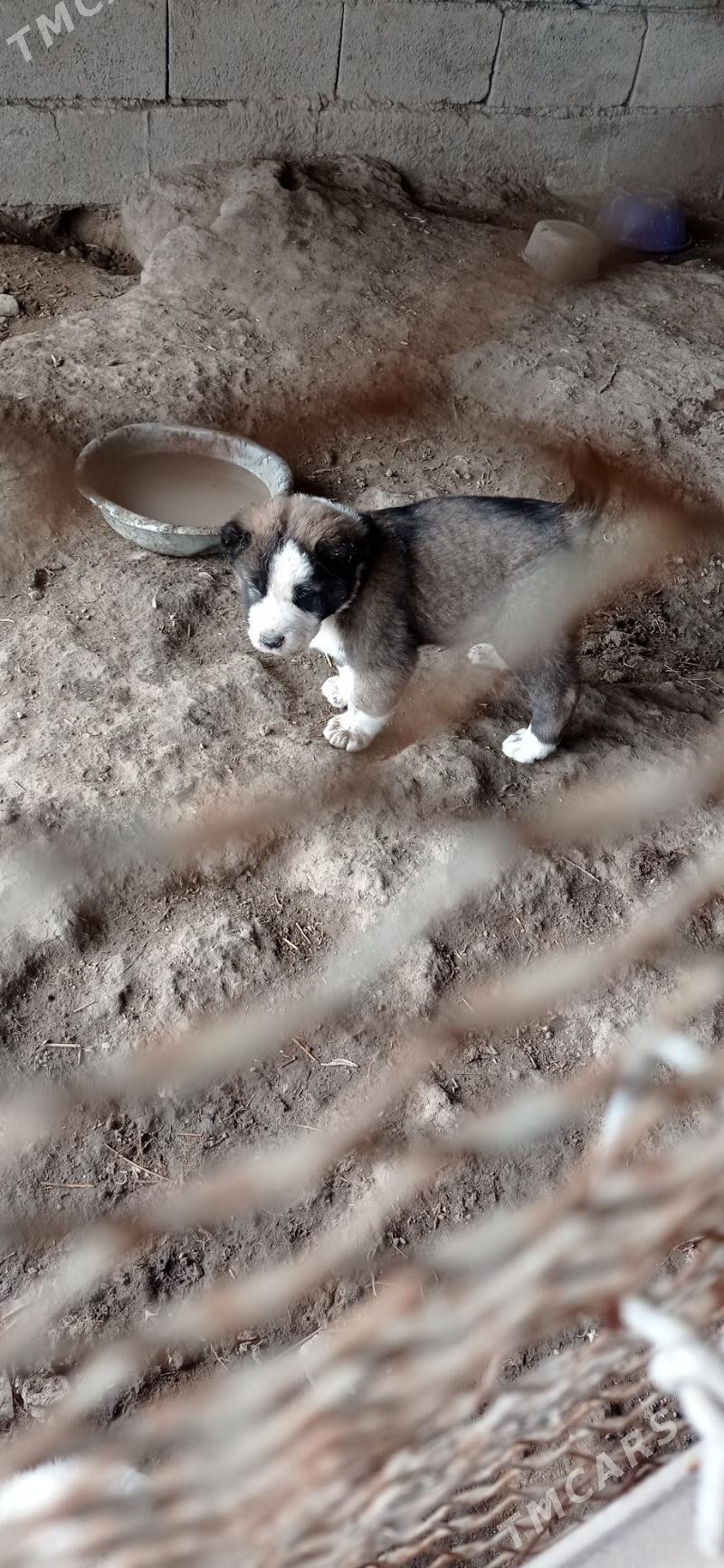 alabay - Кака - img 1