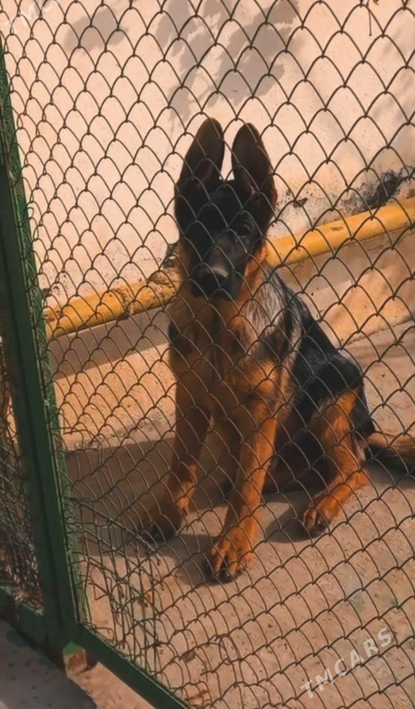 Afçarka - Aşgabat - img 1