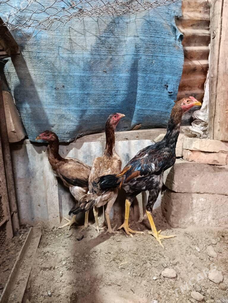 Taşkent Horaz Maki - Tejen - img 1