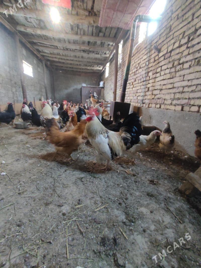 Horaz - Türkmenabat - img 1