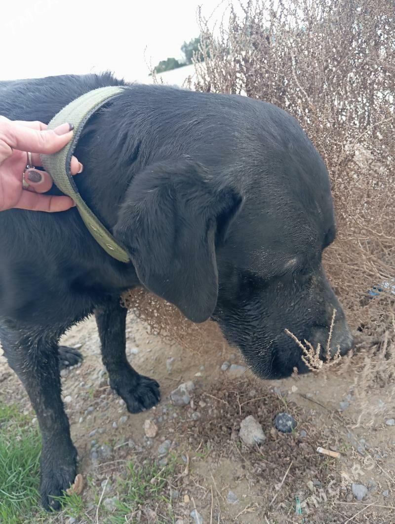 Собака - 8 mkr - img 1