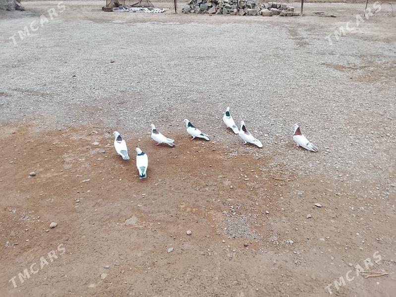 Kepderi - Bereket - img 1