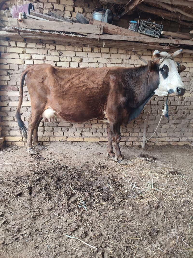 sygyr - Wekilbazar - img 1