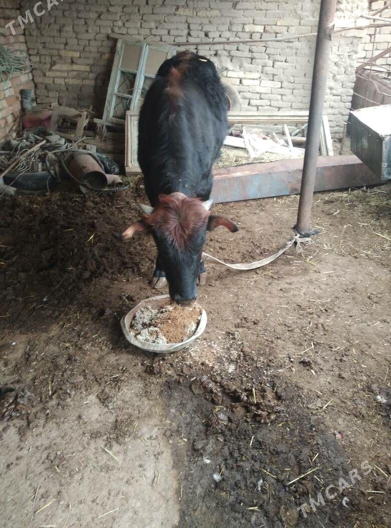 yas okuz - Wekilbazar - img 1