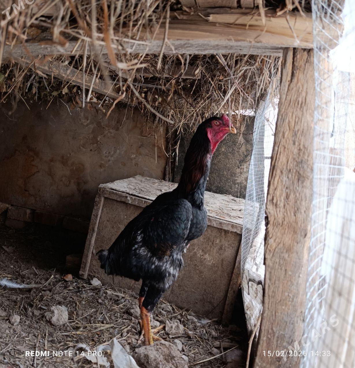 ХОРАЗ. - Туркменабат - img 1