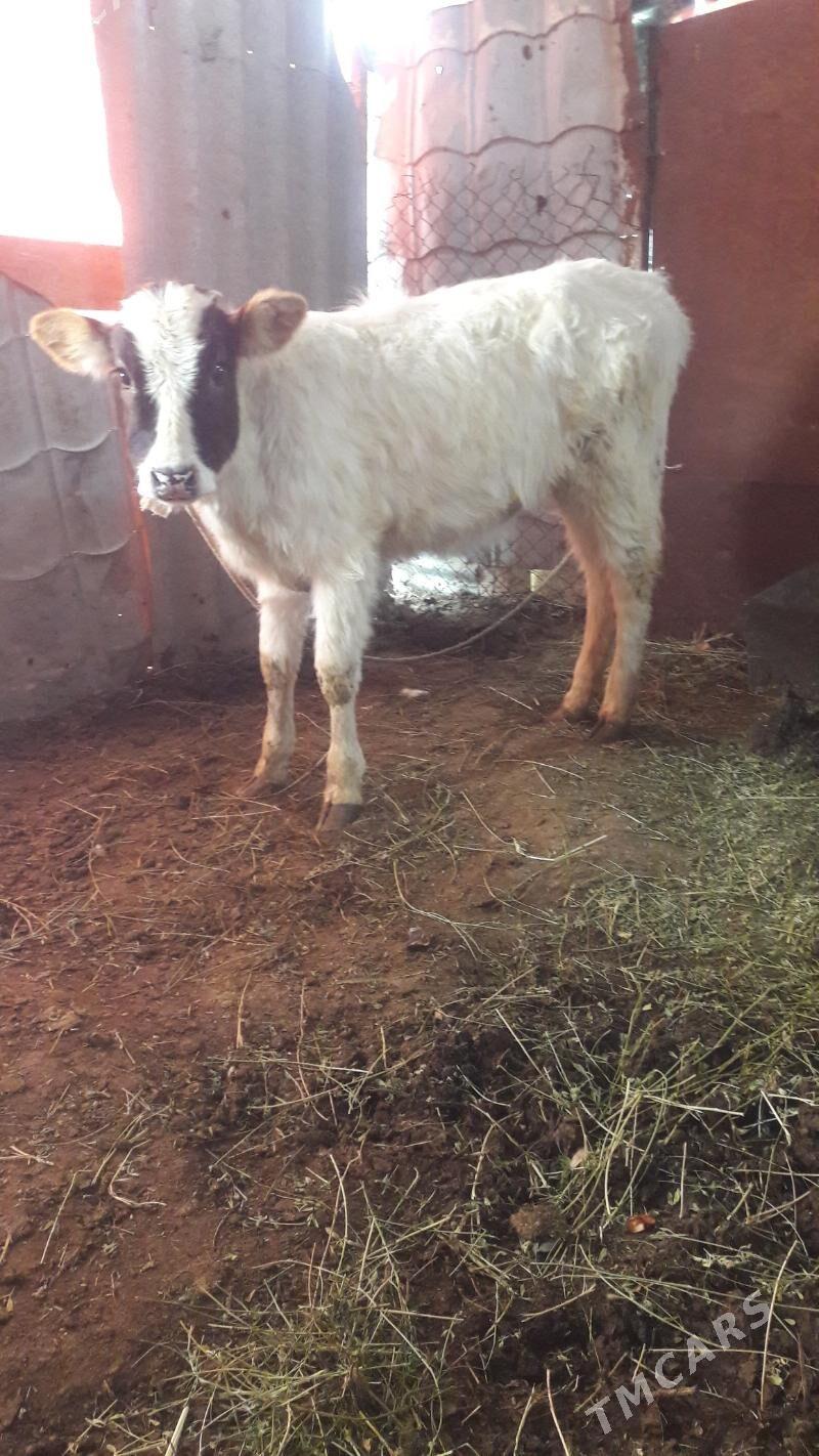 tuwe - Гёкдепе - img 1