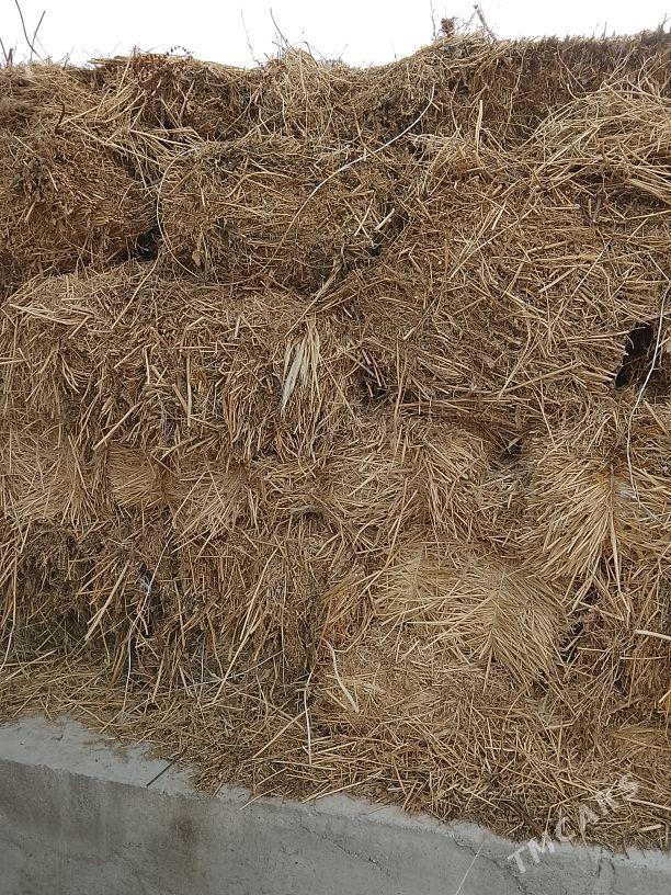 pres - Бахарден - img 1