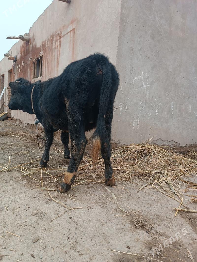 ökuz - Дашогуз - img 1