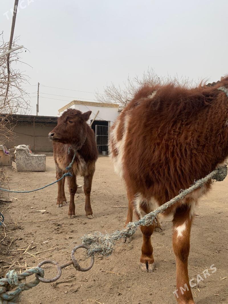 unajynlar - Türkmenabat - img 1