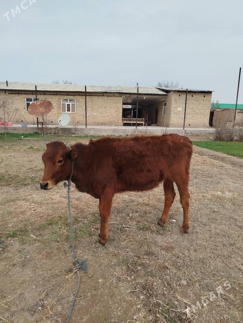 gunajynlar - Dänew - img 1