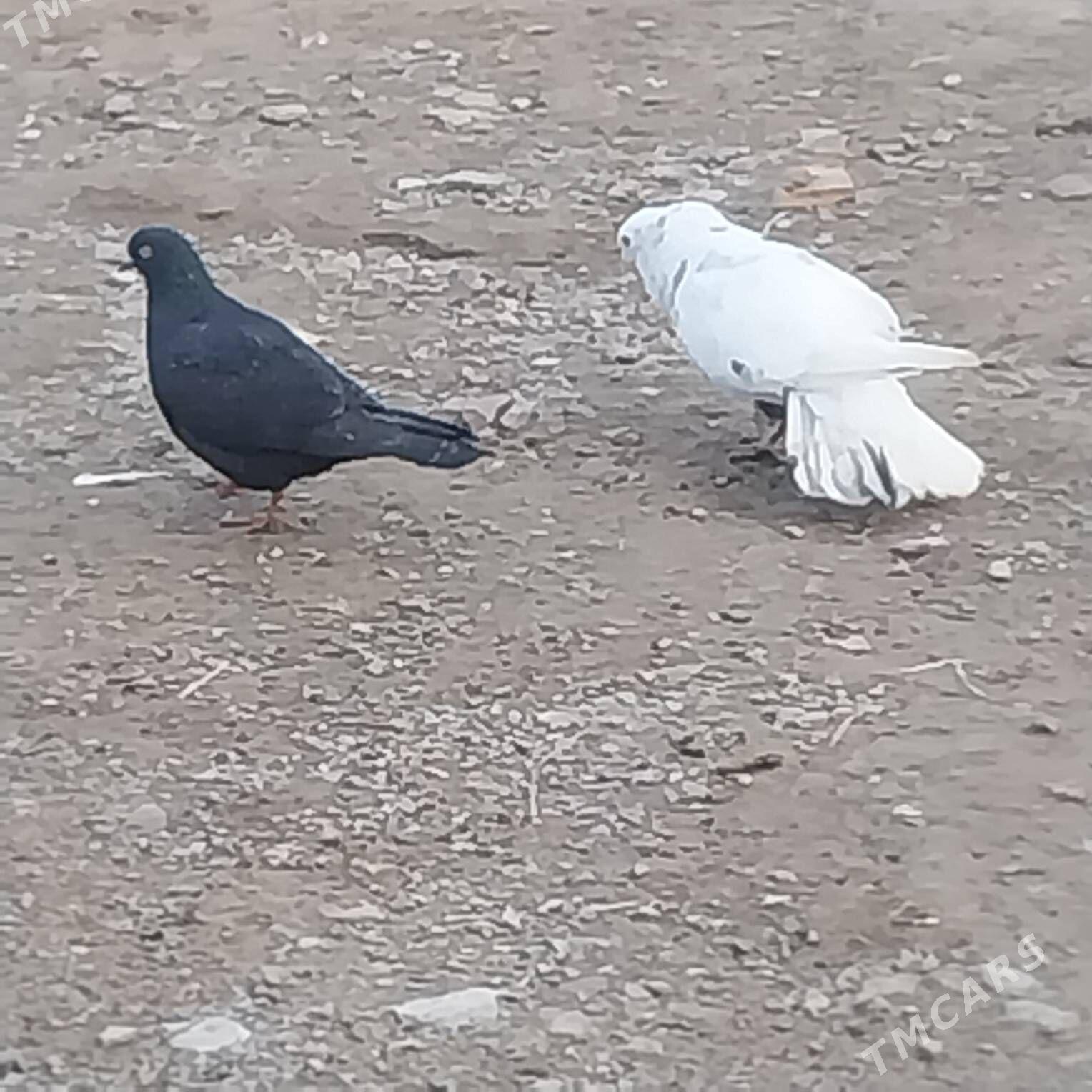 KEPDERI. - Мургап - img 1