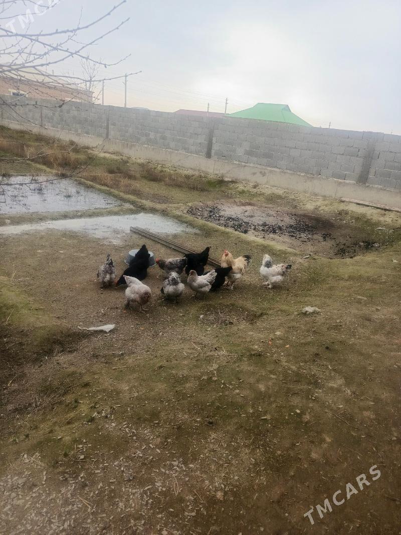 Towuk - Bäherden - img 1