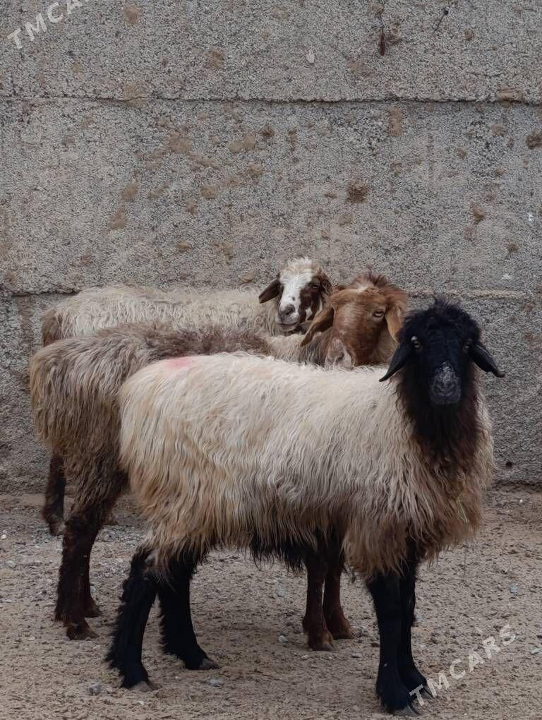 goyun,işşek - Херрикгала - img 1