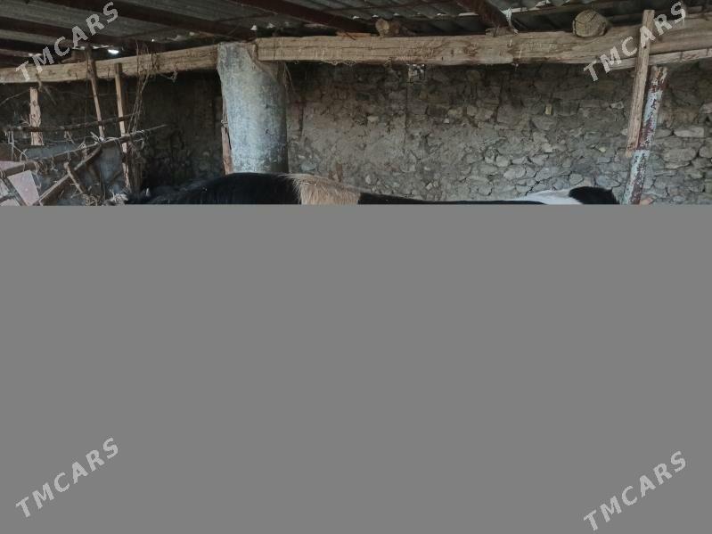 Ýerli Şwes - Bäherden - img 1