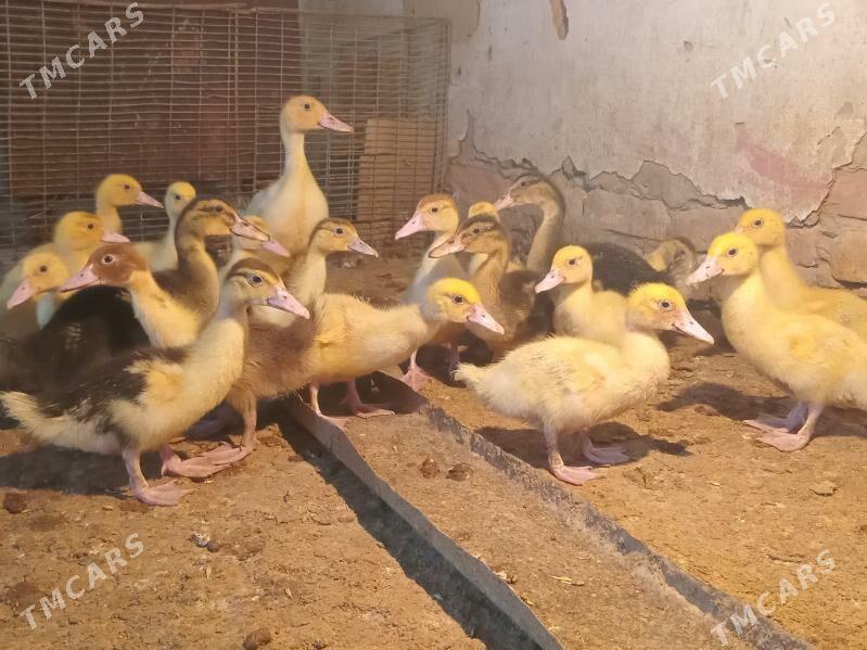 индаутга жужэ - Wekilbazar - img 1