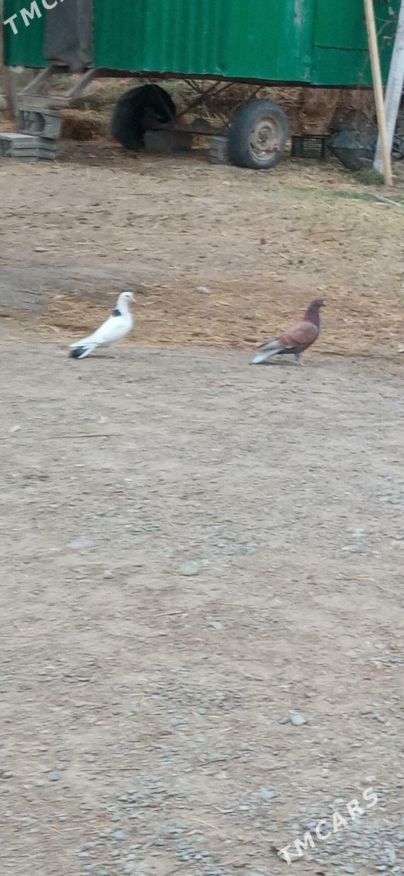 kepderi - Arkadag - img 1