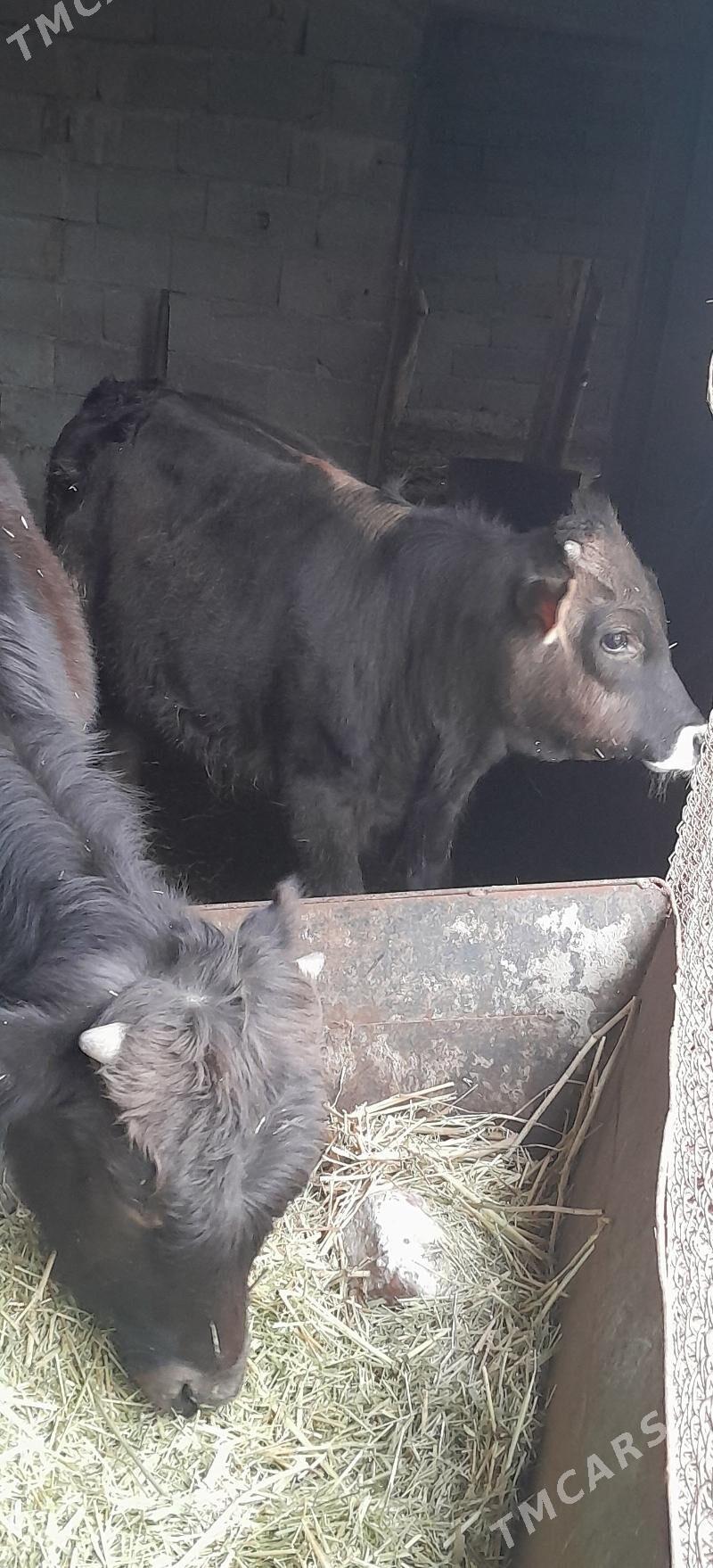 Öküz. - Bäherden - img 1