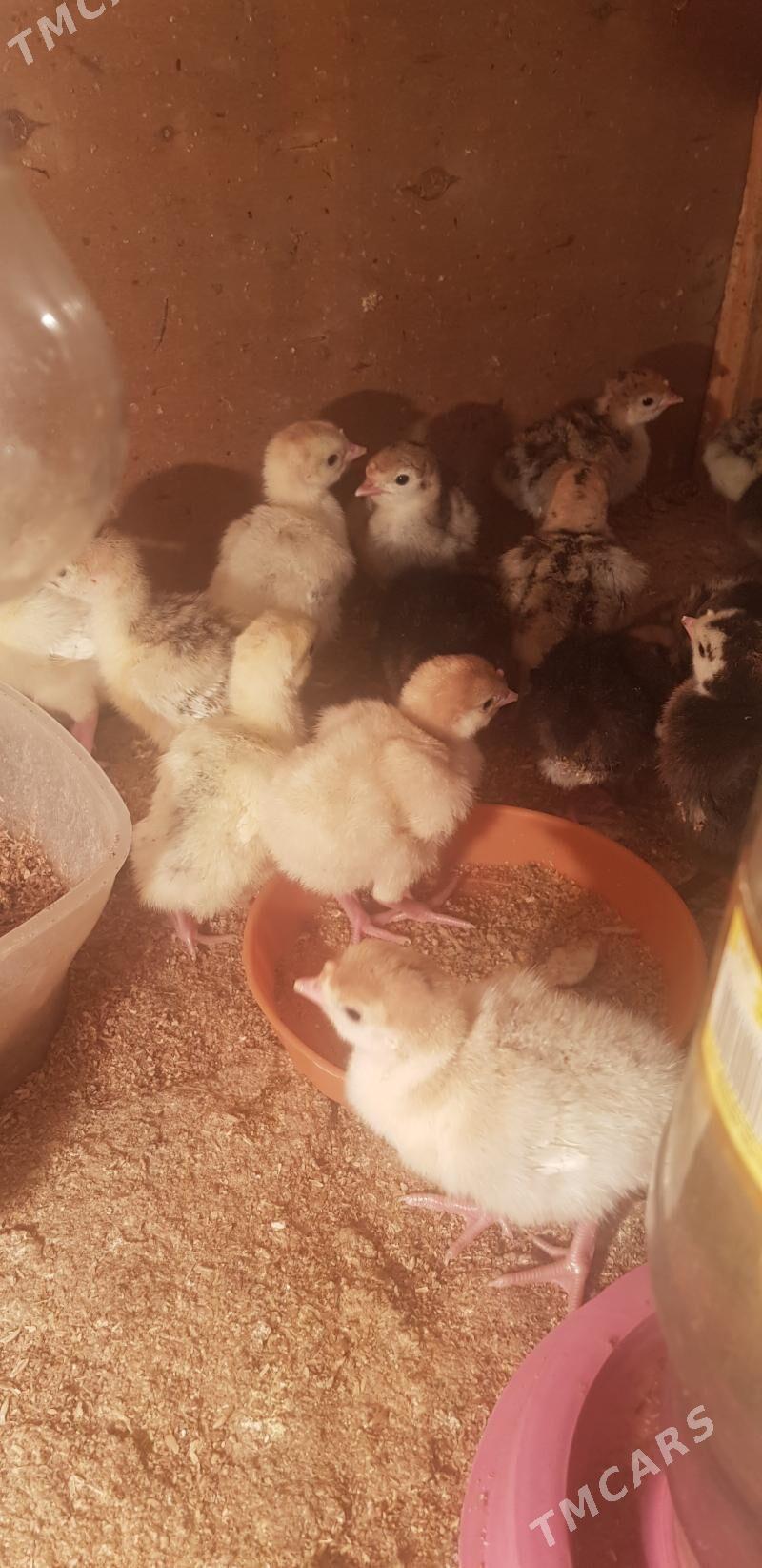 Indyuk juje - Хитровка - img 1