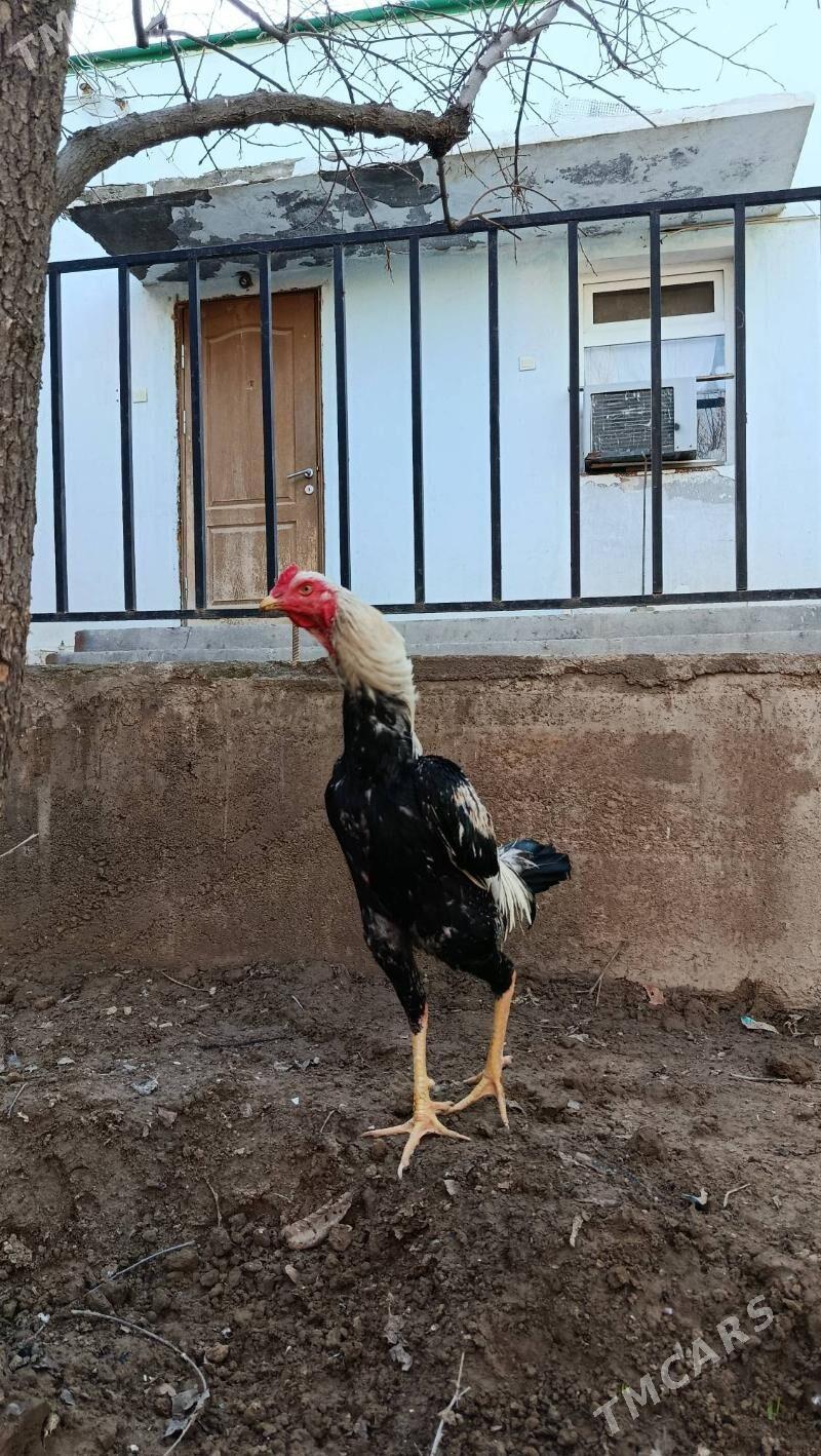 taskent - Änew - img 1