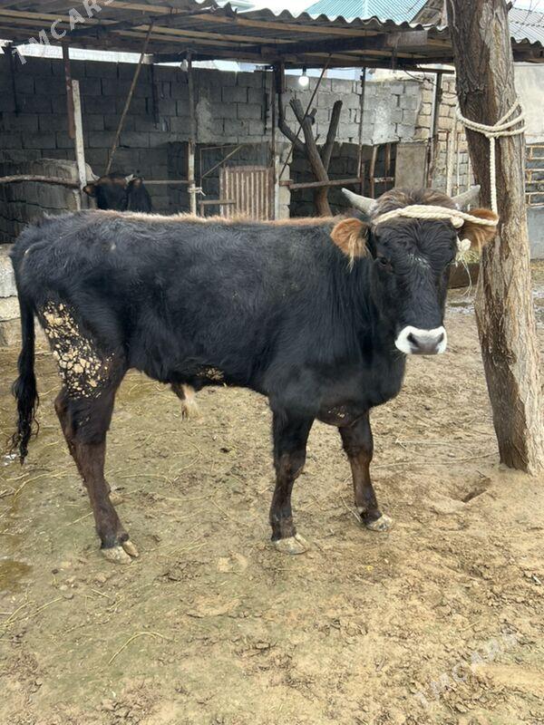 öküz - Änew - img 1