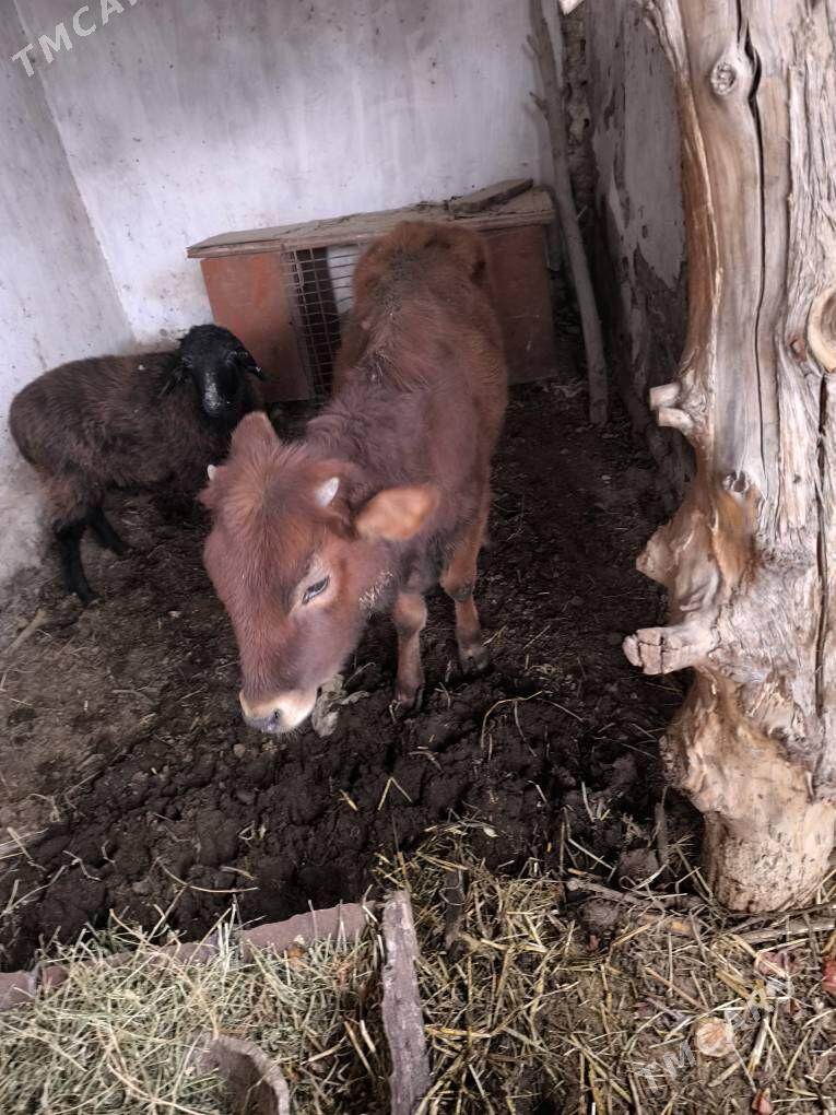 gunajyn, hojek - Kerki - img 1