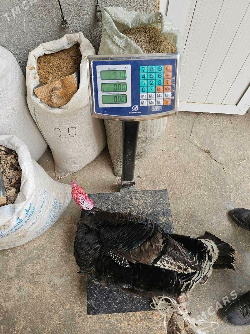 induk - Türkmenabat - img 1