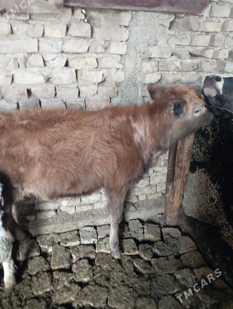 TÜWE - Ашхабад - img 1