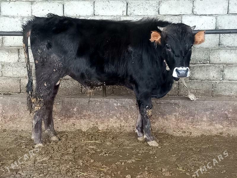 tohum okuz - Гёкдепе - img 1