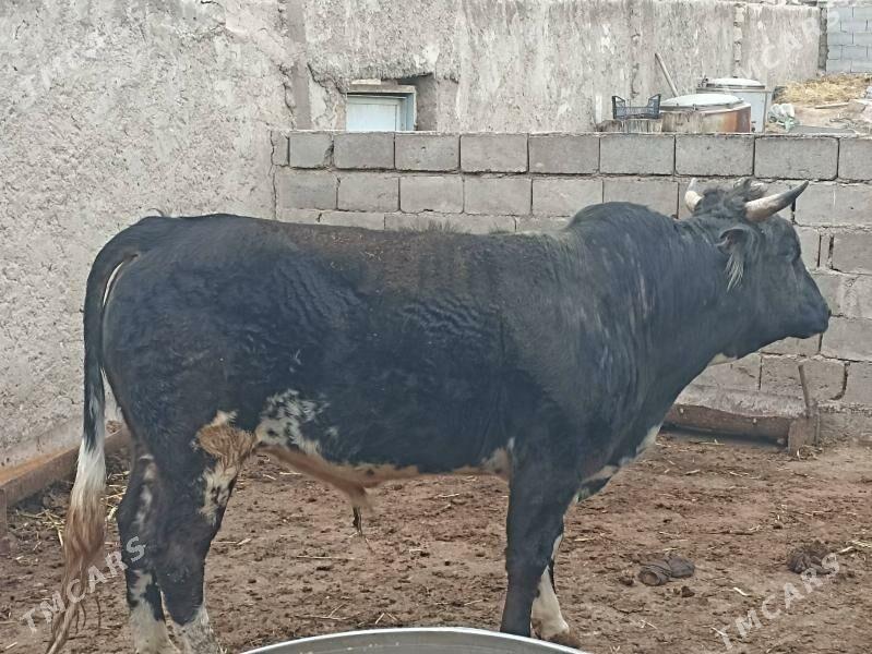 okuz - Türkmenbaşy - img 1