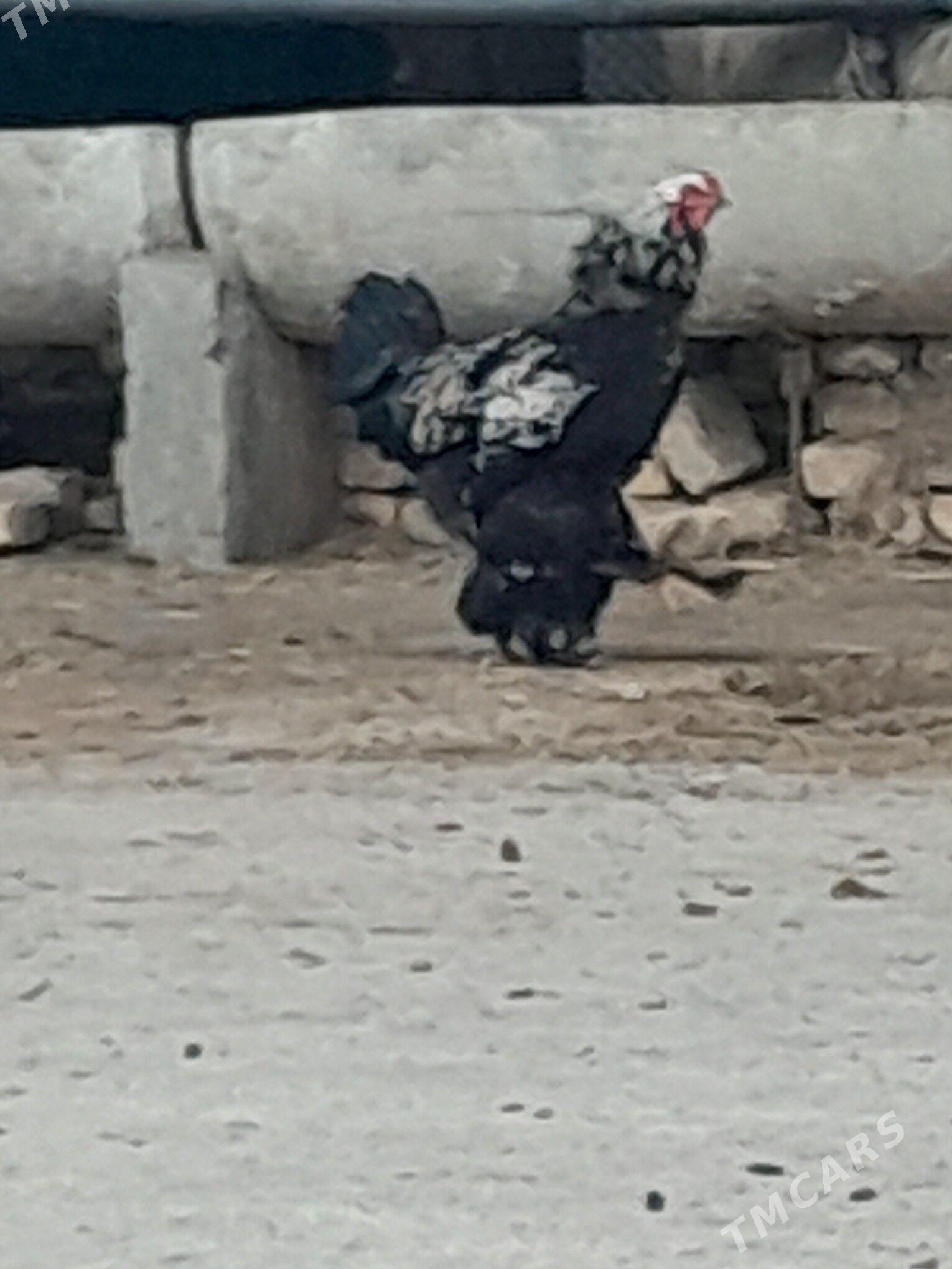 Balgar we Brama horazlar - Gökdepe - img 1