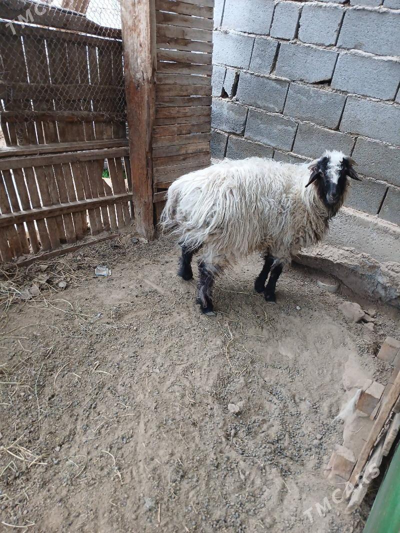 goyun - Aşgabat - img 1