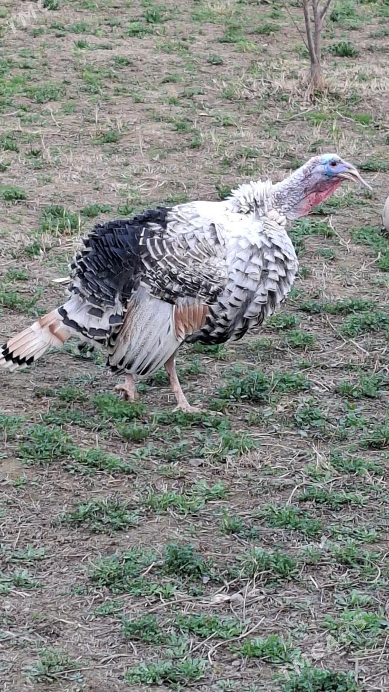 INDUK - Sakarçäge - img 1