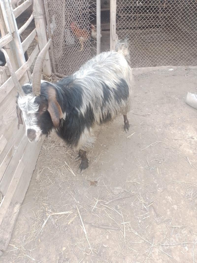 geci - Байрамали - img 1