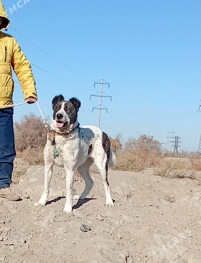 alabaÿ - Boldumsaz - img 1