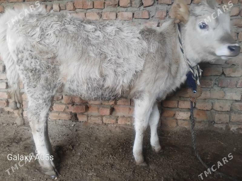 Tuwe - Bäherden - img 1