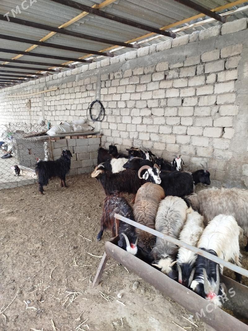 cebisler - Gökdepe - img 1