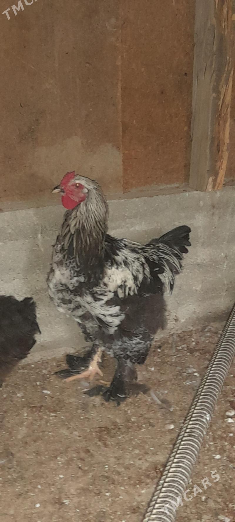 хороз - Gökdepe - img 1