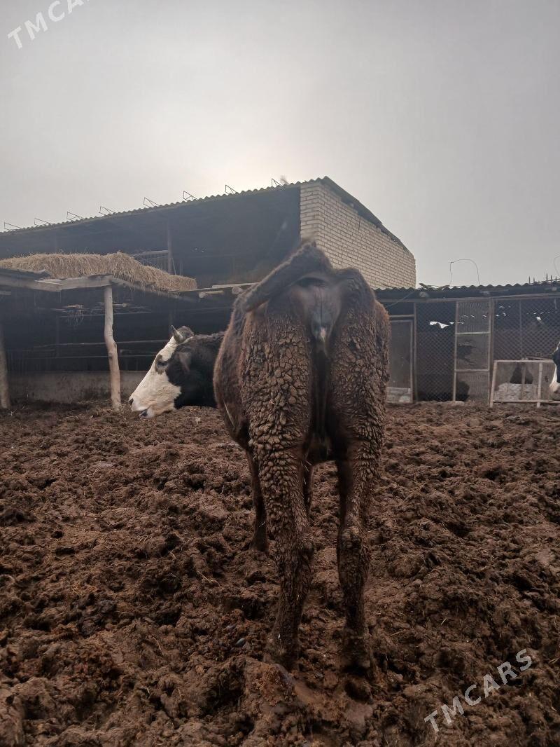 богаз швет унажын - Çärjew - img 1