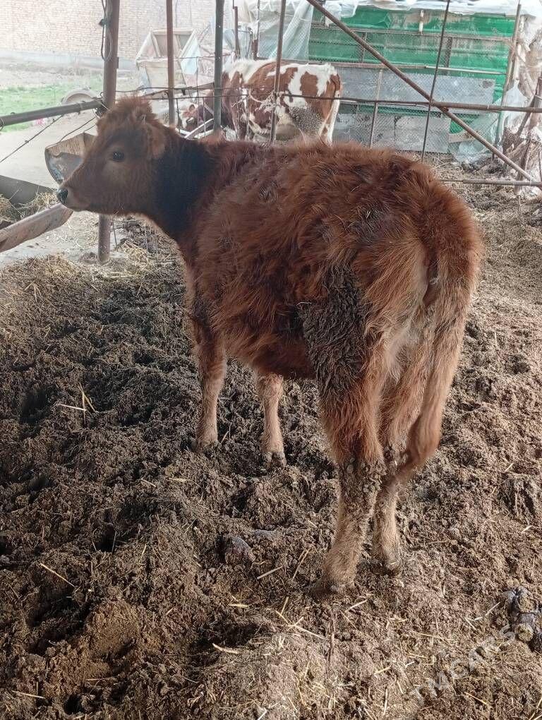 Unajyn - Чарджоу - img 1