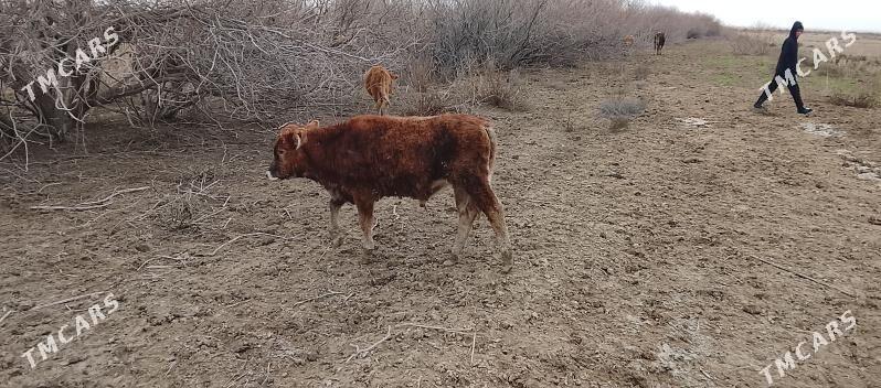 Okuzce - Gyzylarbat - img 1