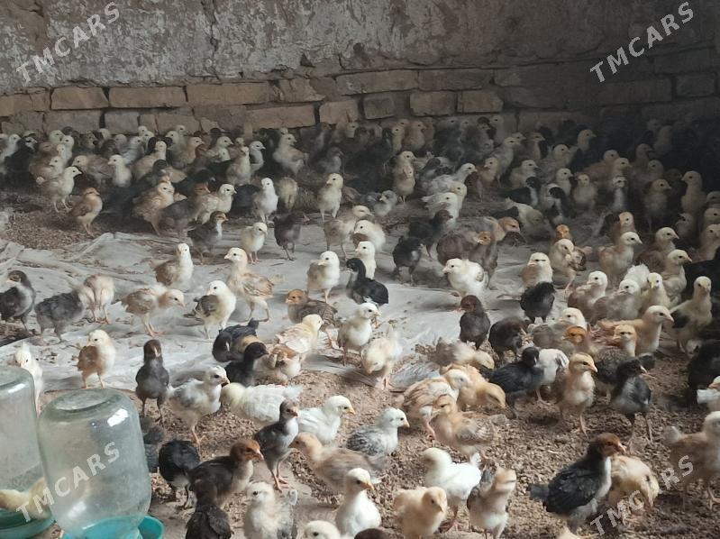 Towuk juje - Baýramaly - img 1