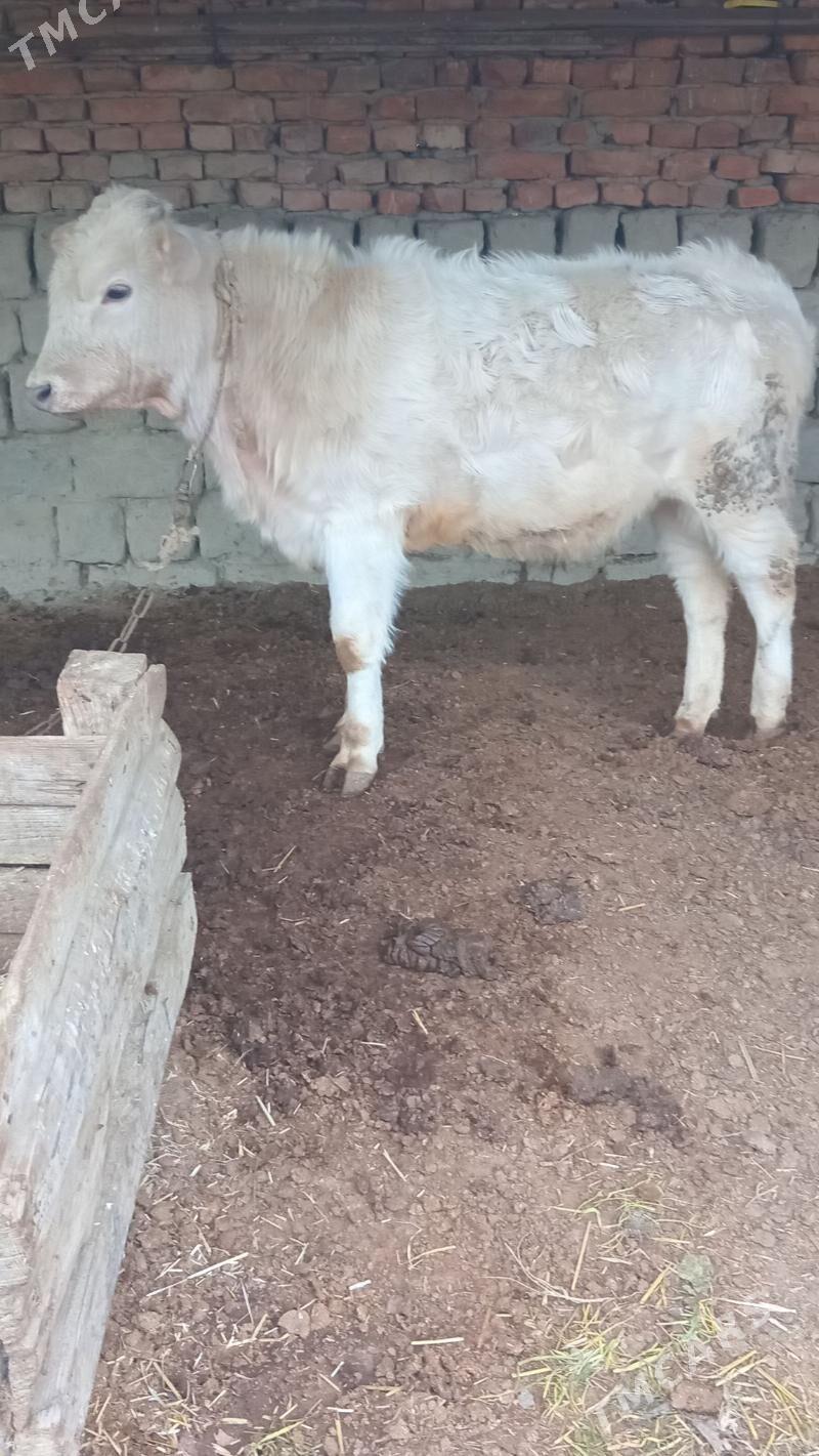 şaraleÿ öküz - Bäherden - img 1