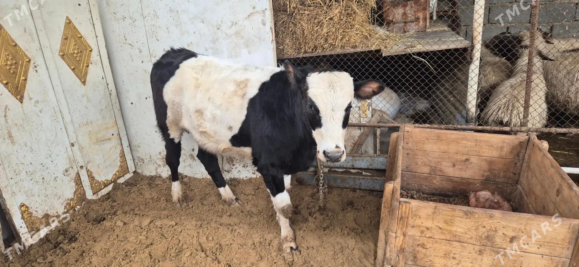 okuz tuwe - Änew - img 1