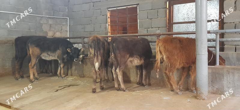 öküz - Büzmeýin - img 1