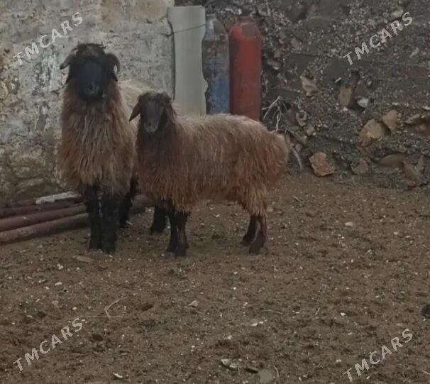 goc-tokly-goyun - Gyzylarbat - img 1