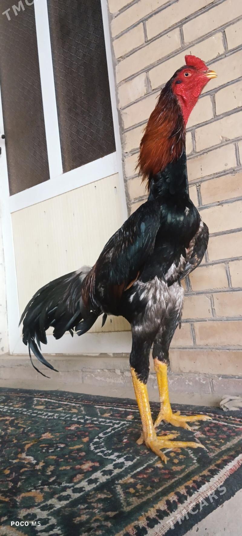 BABAÝ HORAZ - Türkmenabat - img 1