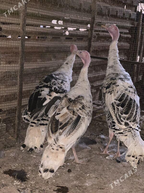 6 aylyk induk - Mary - img 1