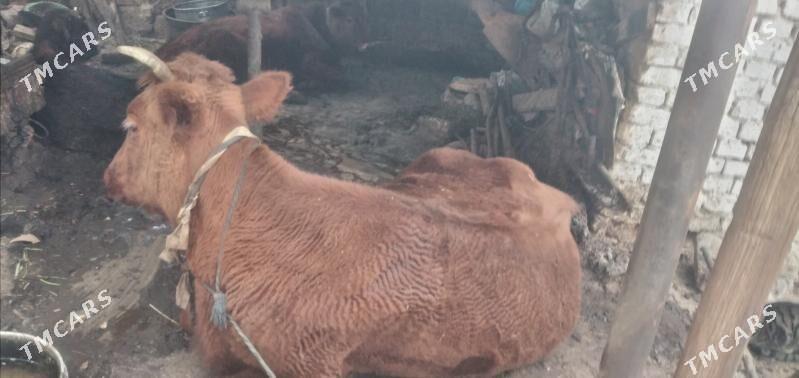 sygyr - Änew - img 1